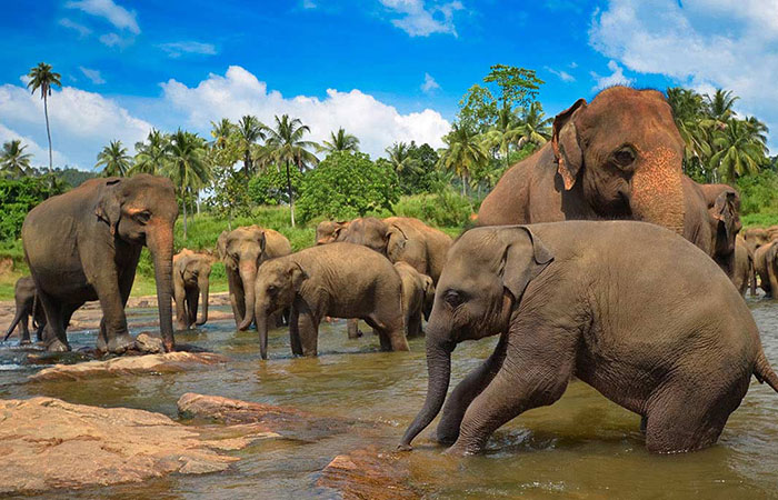 Pinnawala Elephant orphanage