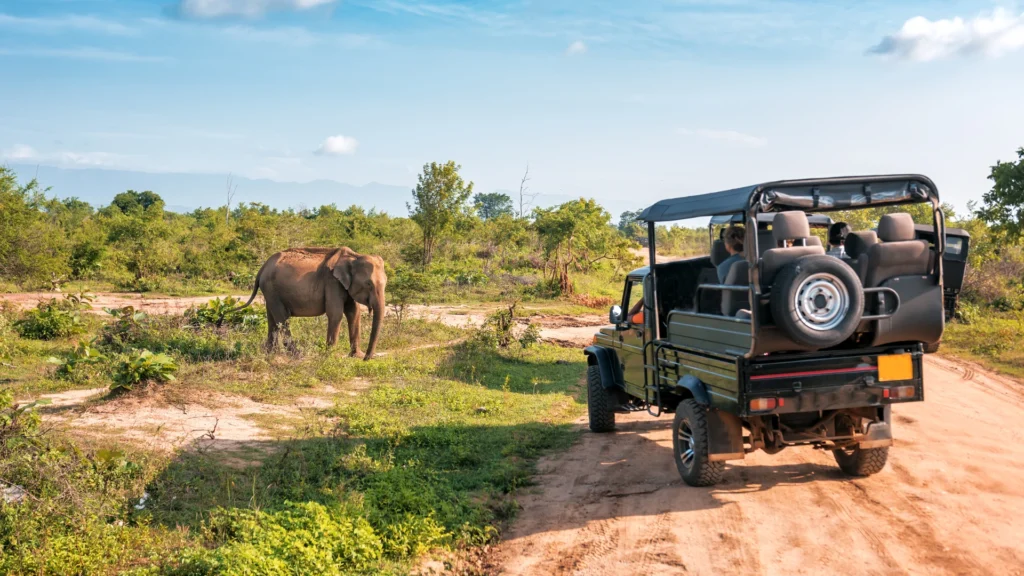 Yala National park